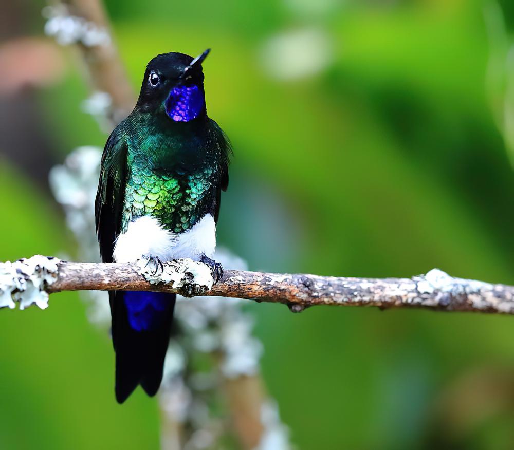 紫颏毛腿蜂鸟