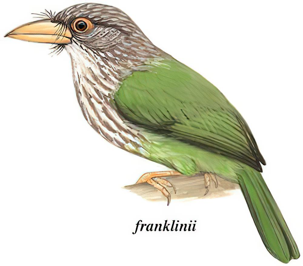斑头绿拟啄木鸟