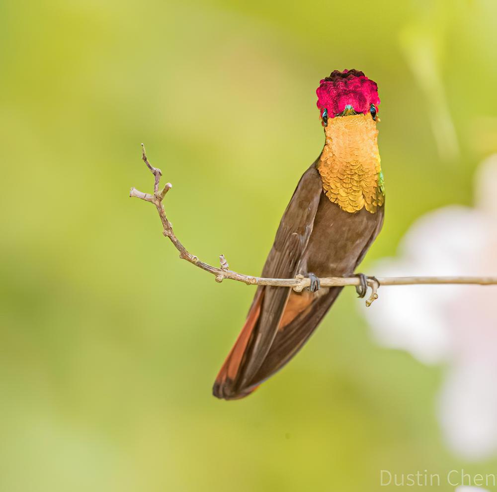 金喉红顶蜂鸟