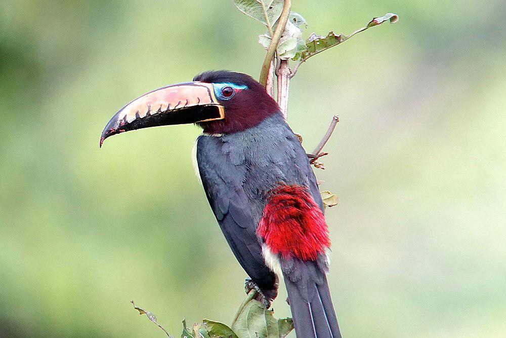 巴西簇舌巨嘴鸟
