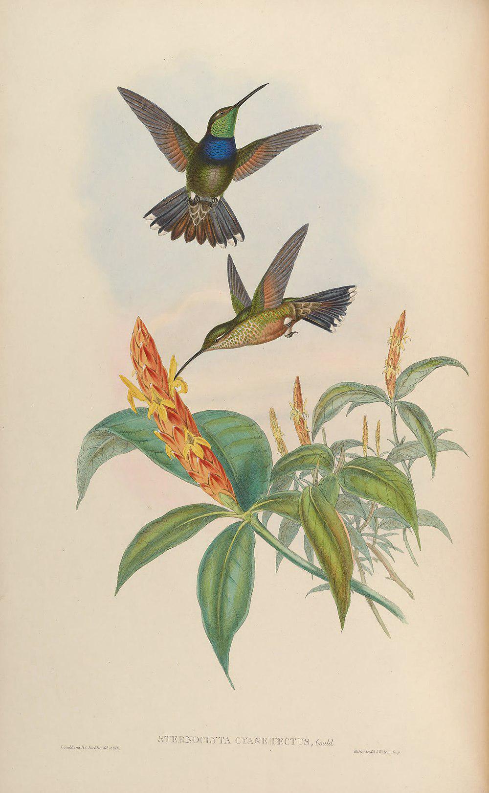 紫罗兰胸蜂鸟