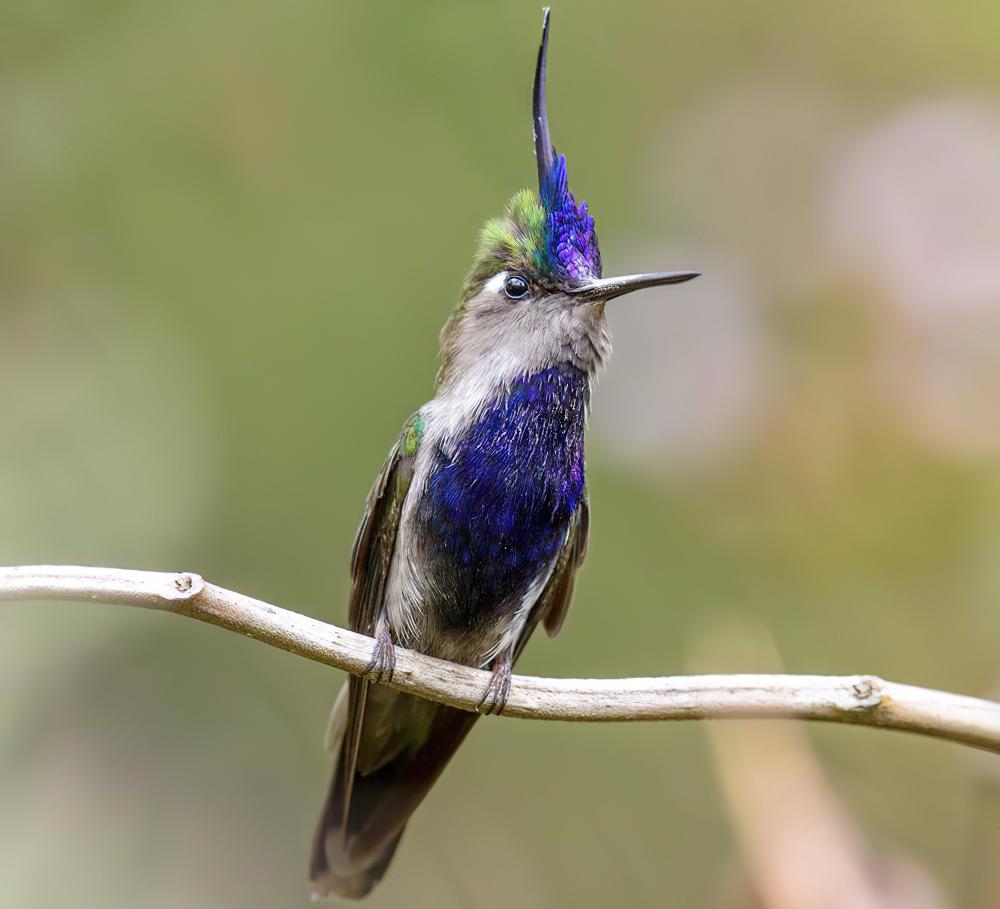 紫胸凤头蜂鸟