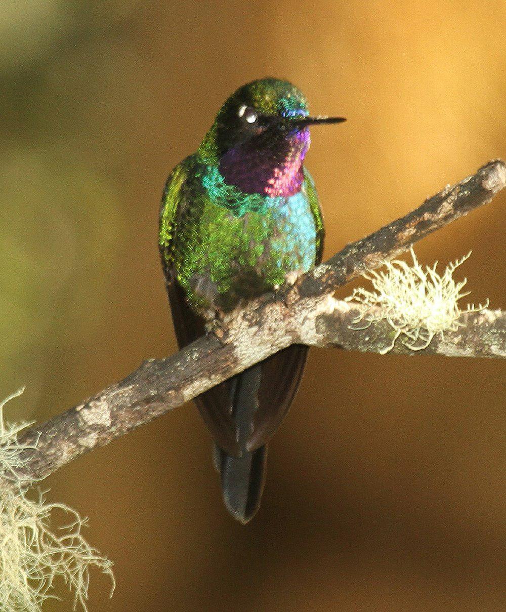 紫喉领蜂鸟