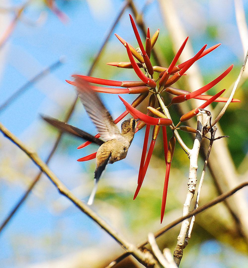 墨西哥隐蜂鸟