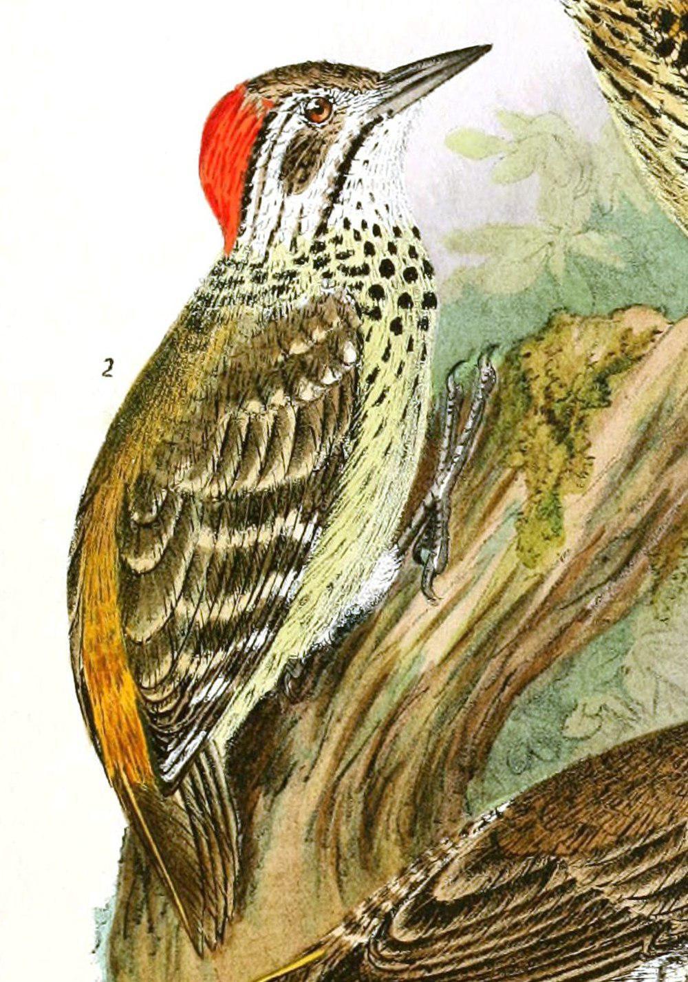 斑胸啄木鸟
