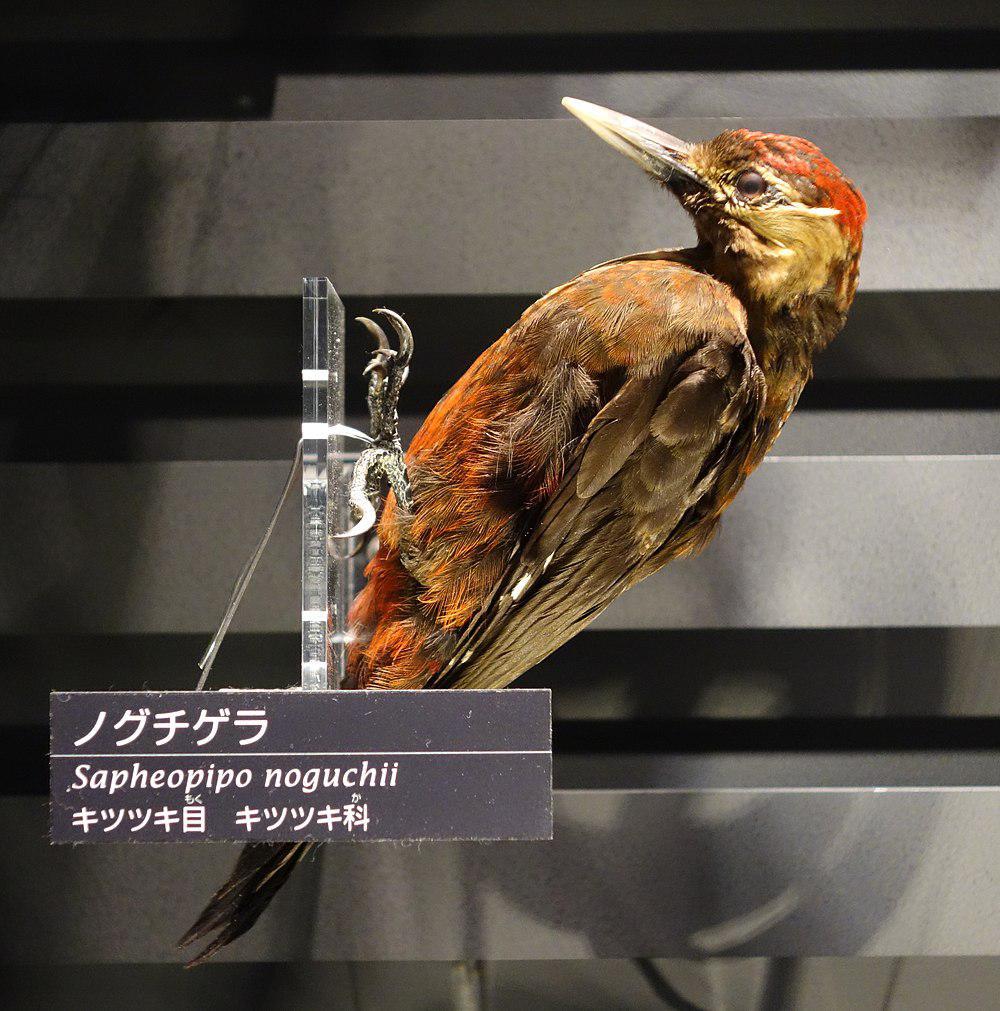 冲绳啄木鸟