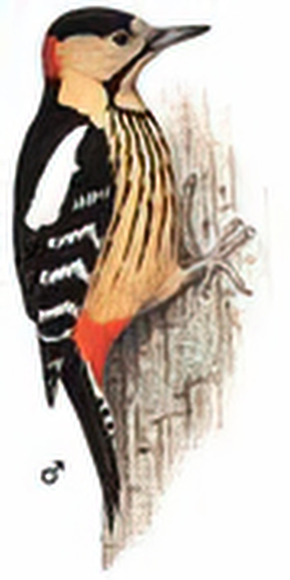 黄颈啄木鸟