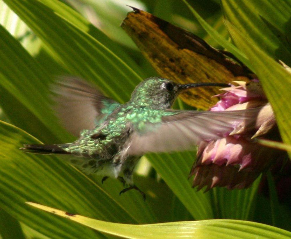 绿尾蜂鸟