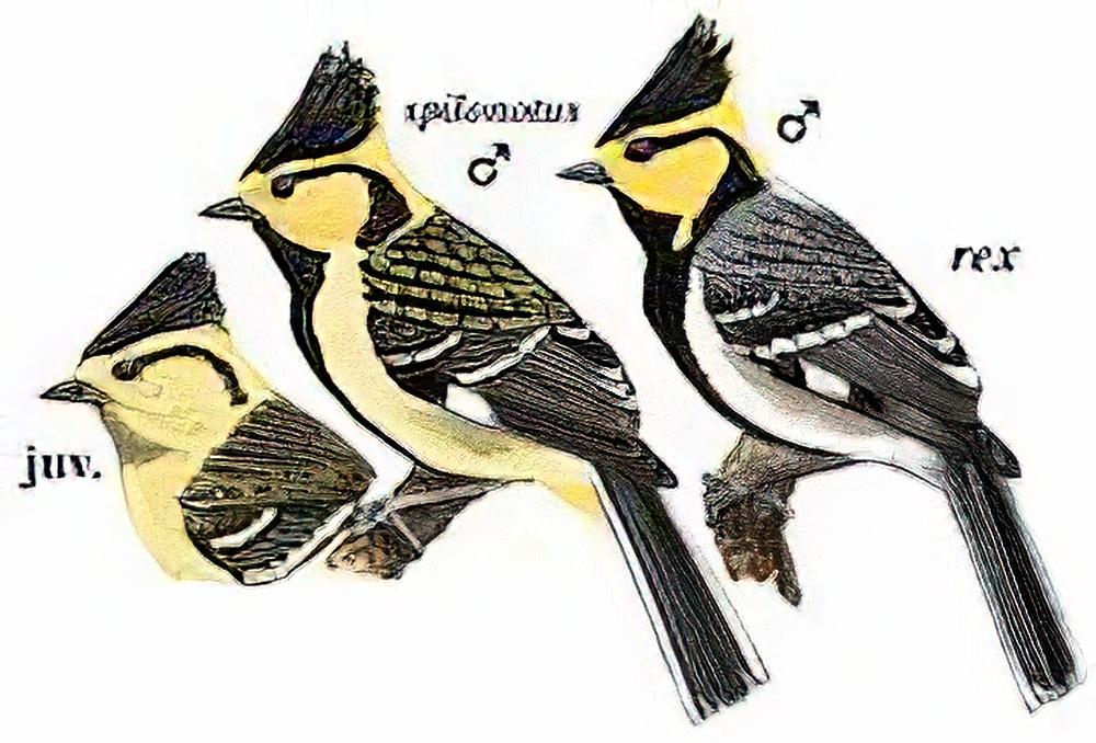 黄颊山雀