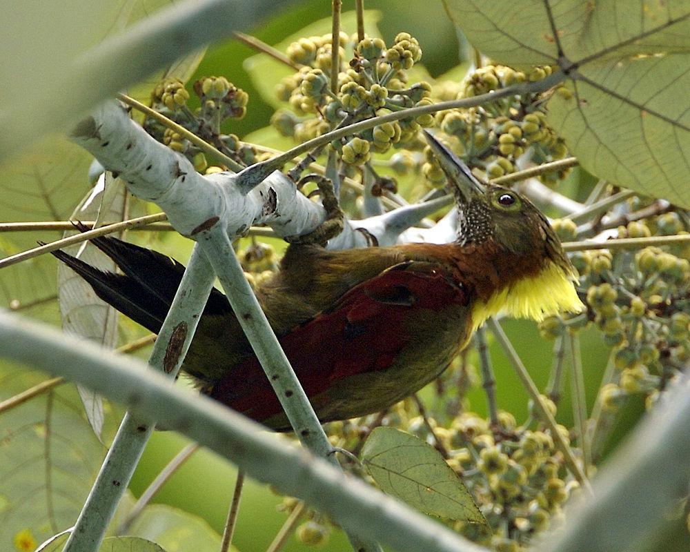 斑喉绿啄木鸟