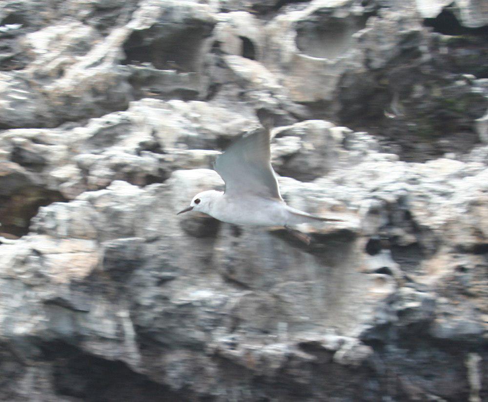 蓝灰燕鸥