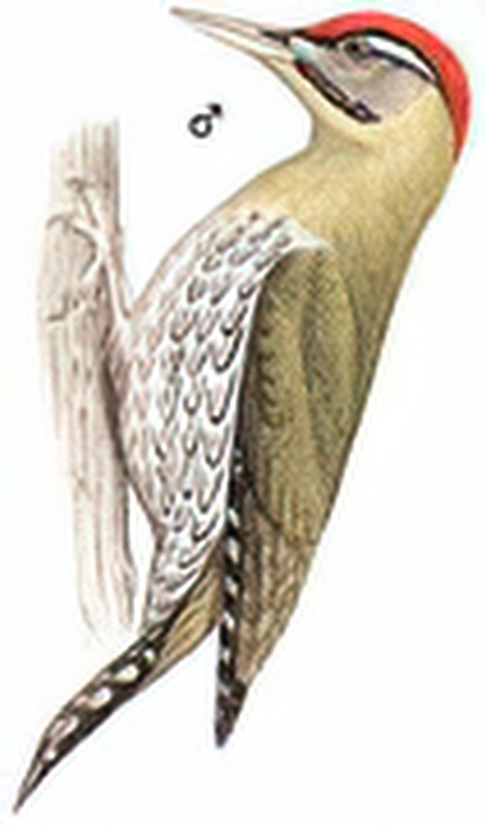 鳞腹绿啄木鸟