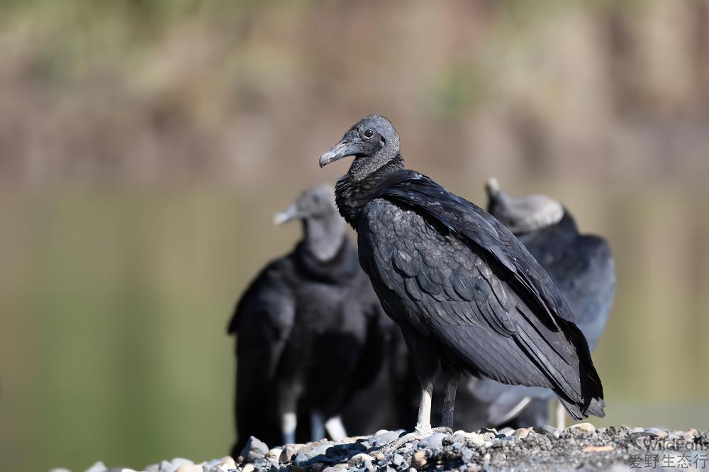 黑头美洲鹫