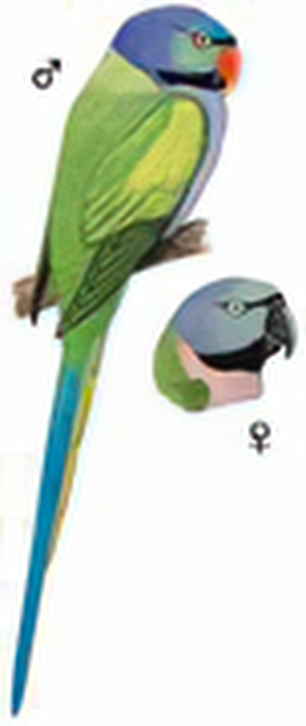 大紫胸鹦鹉