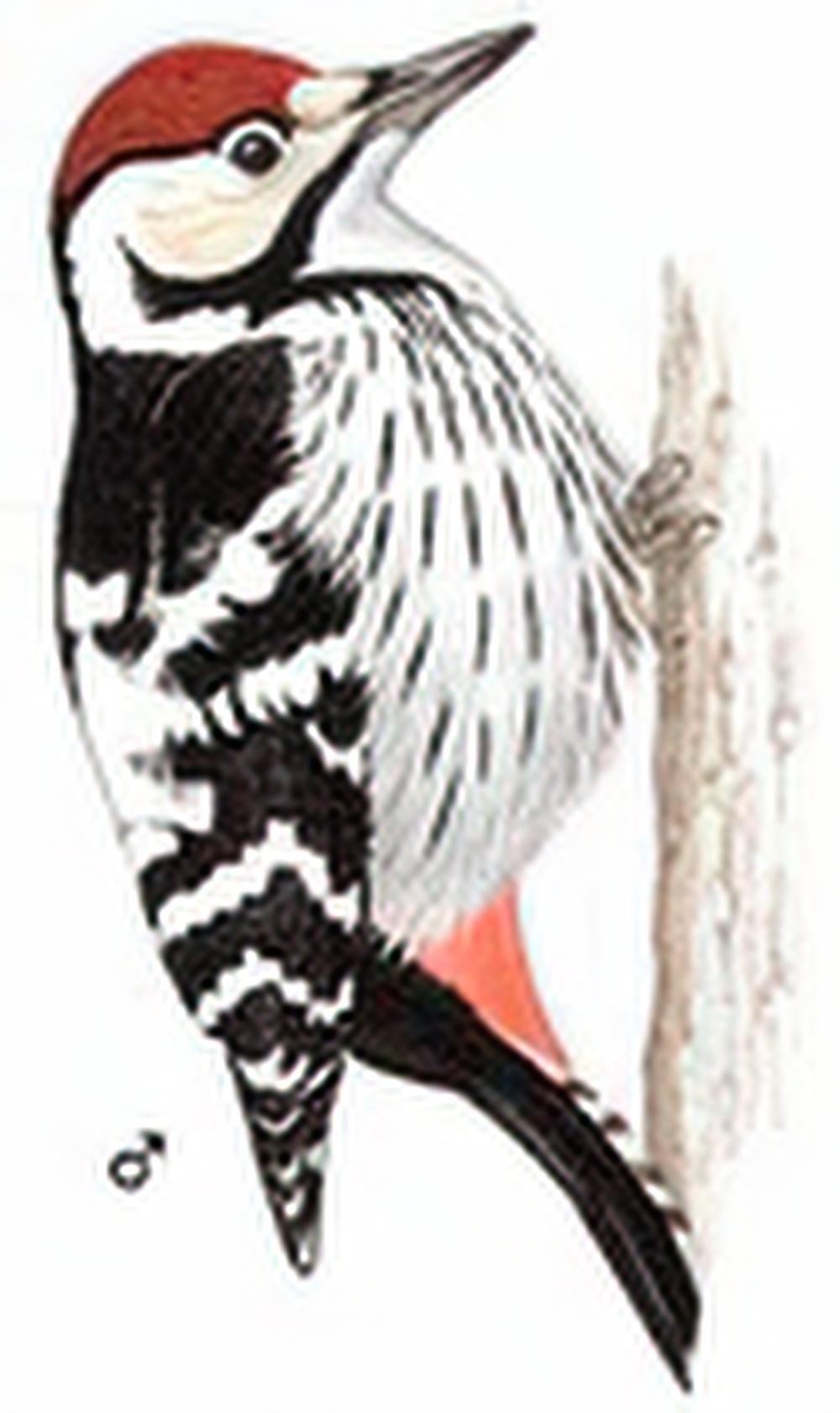 白背啄木鸟