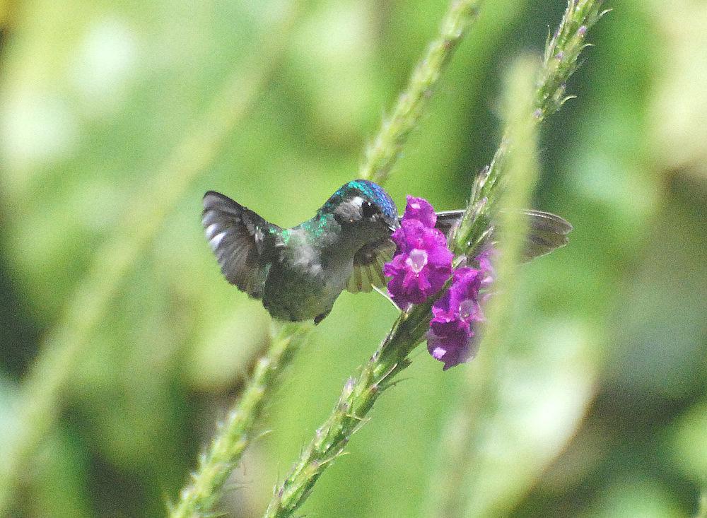 紫头蜂鸟