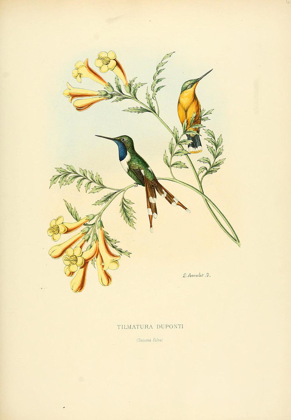 火尾蜂鸟
