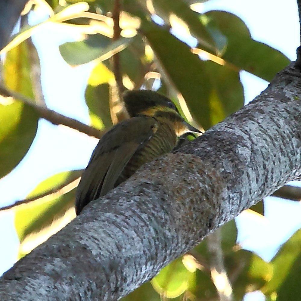 黄绿啄木鸟