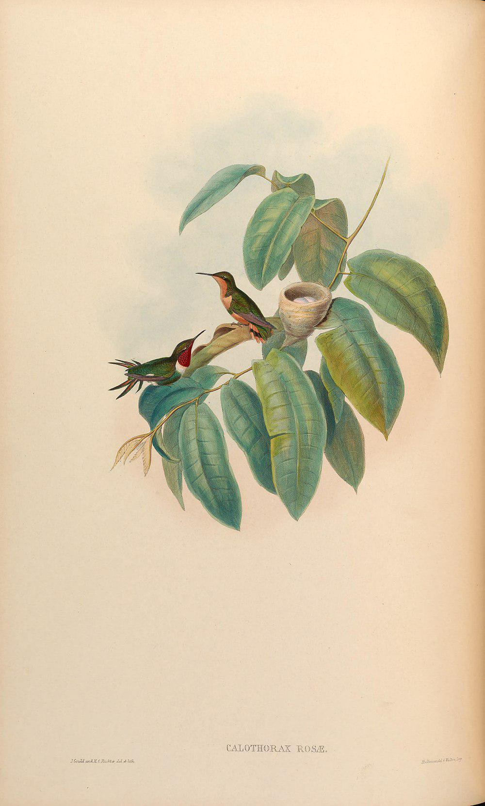 棕尾林蜂鸟