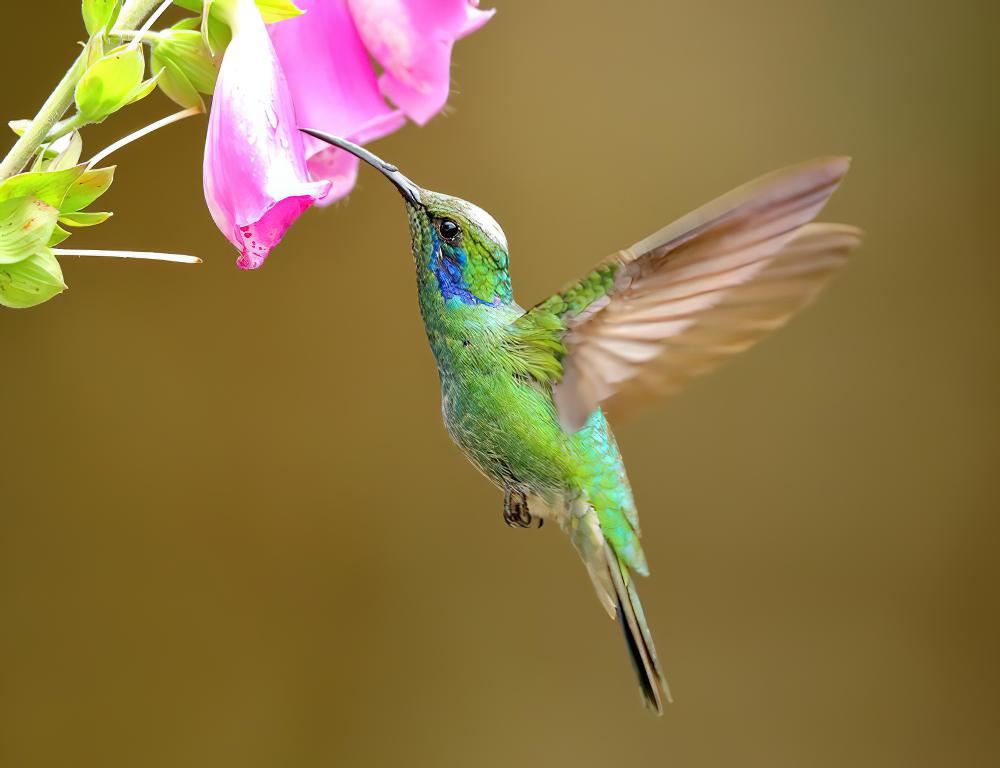 绿紫耳蜂鸟