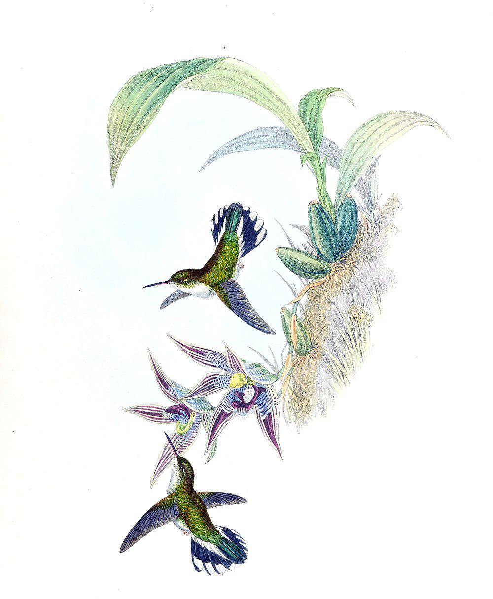 厄瓜多尔斑尾蜂鸟