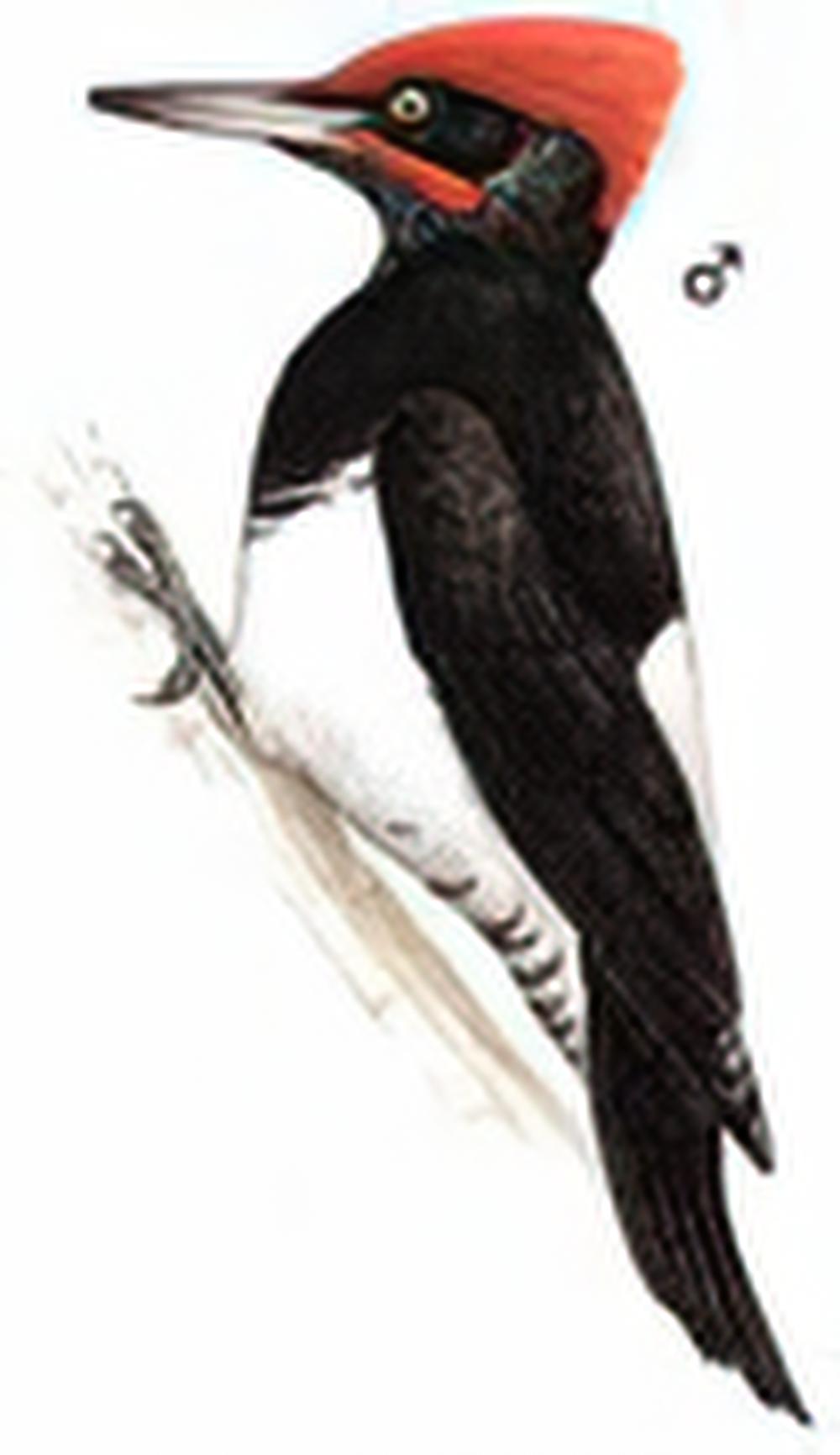白腹黑啄木鸟