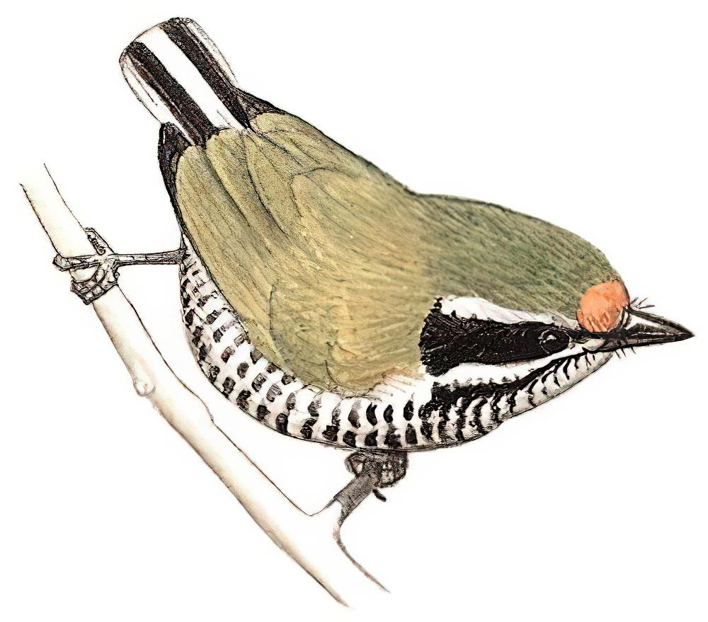 斑姬啄木鸟
